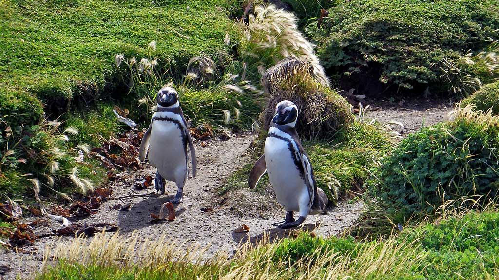 Otway Penguin Colony, Chile 1123