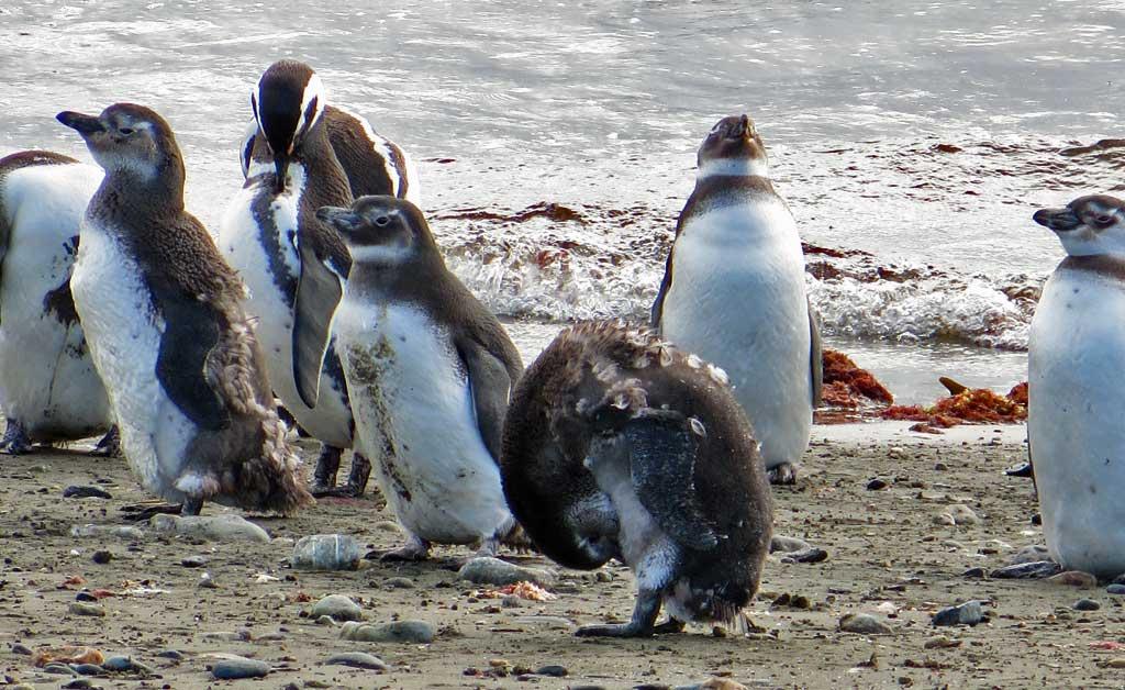 Otway Penguin Colony, Chile 1129