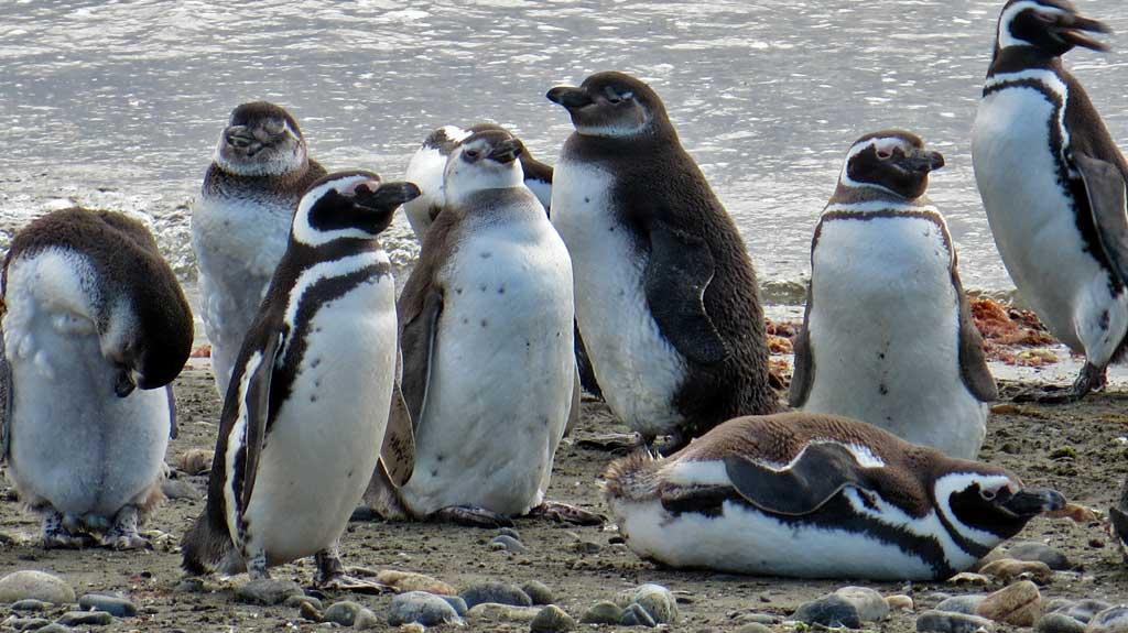 Otway Penguin Colony, Chile 1132