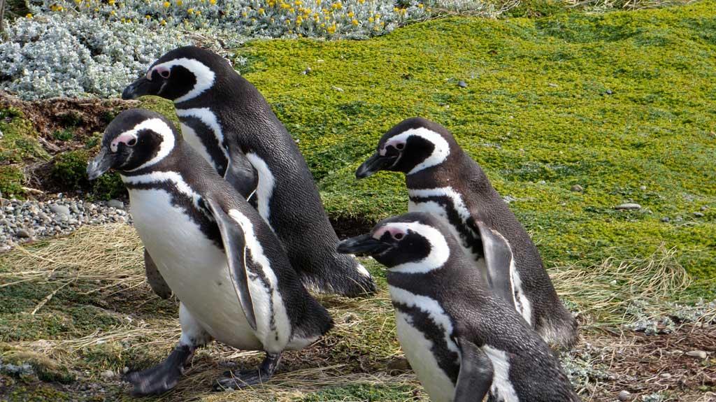 Otway Penguin Colony, Chile 1151