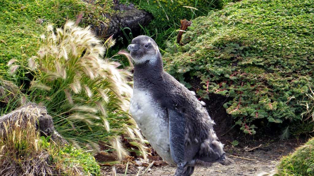 Otway Penguin Colony, Chile 1176