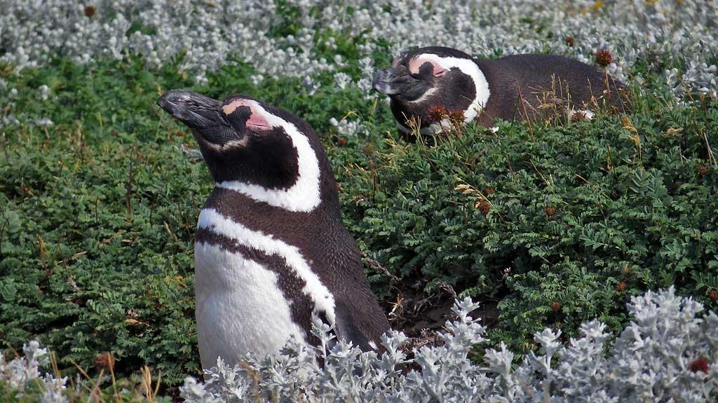 Otway Penguin Colony, Chile 1178