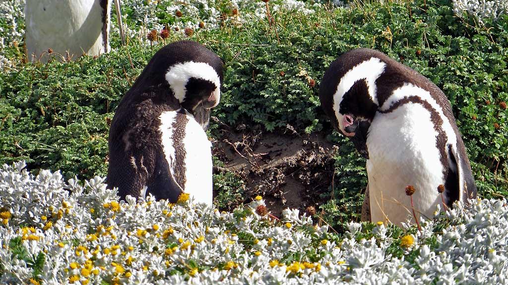 Otway Penguin Colony, Chile 1184