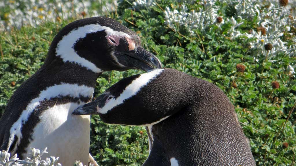 Otway Penguin Colony, Chile 8385
