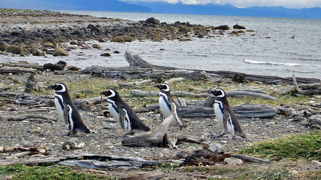 Otway Penguin Colony, Chile 8414