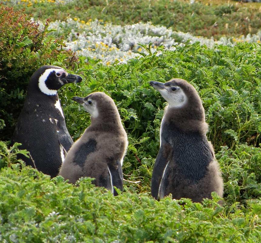 Otway Penguin Colony, Chile 8442