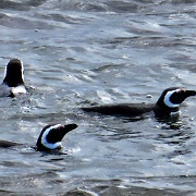 Otway Penguin Colony, Chile  1140.JPG