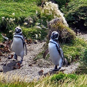 Otway Penguin Colony, Chile 1123.JPG