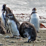 Otway Penguin Colony, Chile 1129.JPG