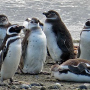 Otway Penguin Colony, Chile 1132.JPG