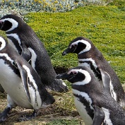 Otway Penguin Colony