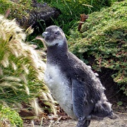 Otway Penguin Colony, Chile 1176.JPG