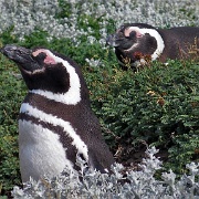 Otway Penguin Colony, Chile 1178.JPG