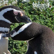 Otway Penguin Colony, Chile 8385.JPG