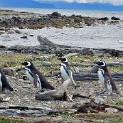 Otway Penguin Colony, Chile 8414.JPG