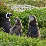 Otway Penguin Colony, Chile 8442.JPG