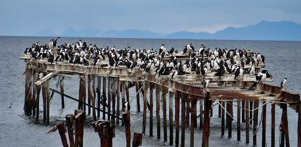 Cormorants, Punta Arenas 1079