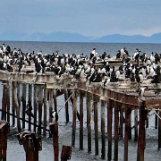 Cormorants, Punta Arenas 1079.JPG