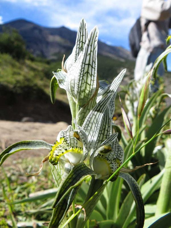 Magellan Orchid, Torres del Paine 8291