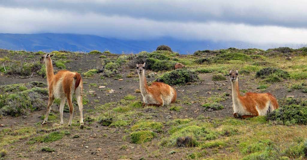 Wild guanacos, Torres del Paine, Chile 1053