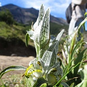 Magellan Orchid, Torres del Paine 8291.JPG