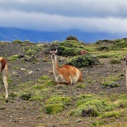 Wild guanacos, Torres del Paine, Chile 1053.JPG