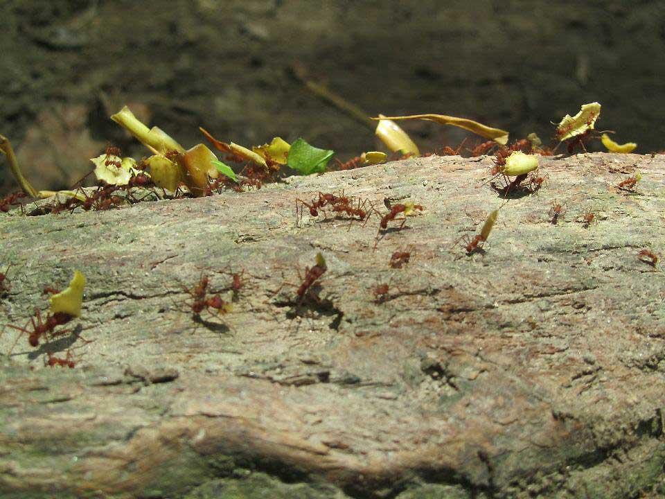 Leaf cutter ants, Tayrona National Park 36