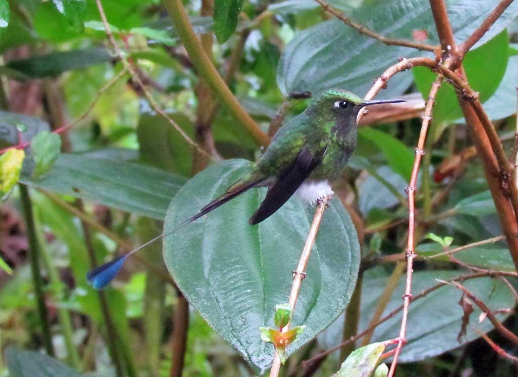 Booted Racket Tail, Mindo Cloud Forest 4954