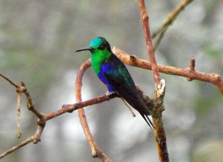 Hummingbird, Mindo Cloud Forest 02