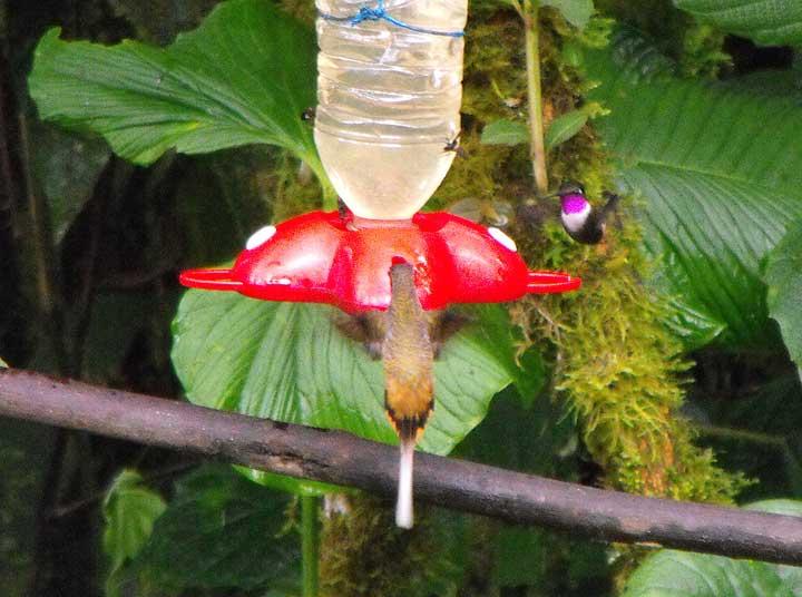 Hummingbird, Mindo Cloud Forest 07