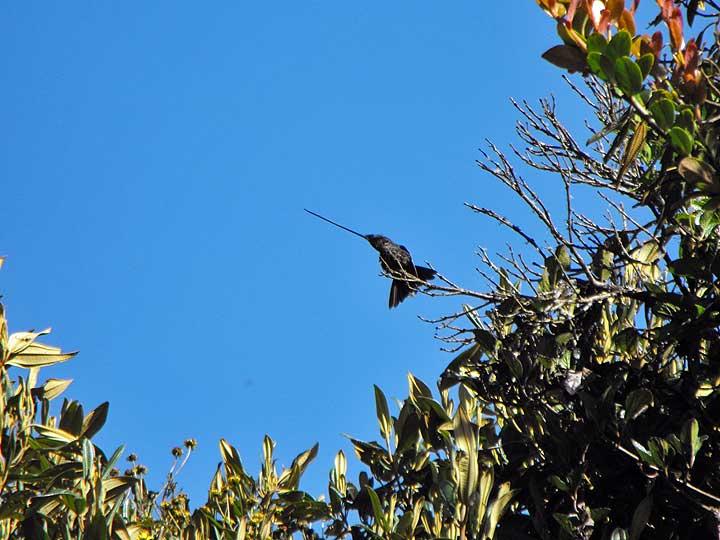 Hummingbird, Mindo Cloud Forest 16