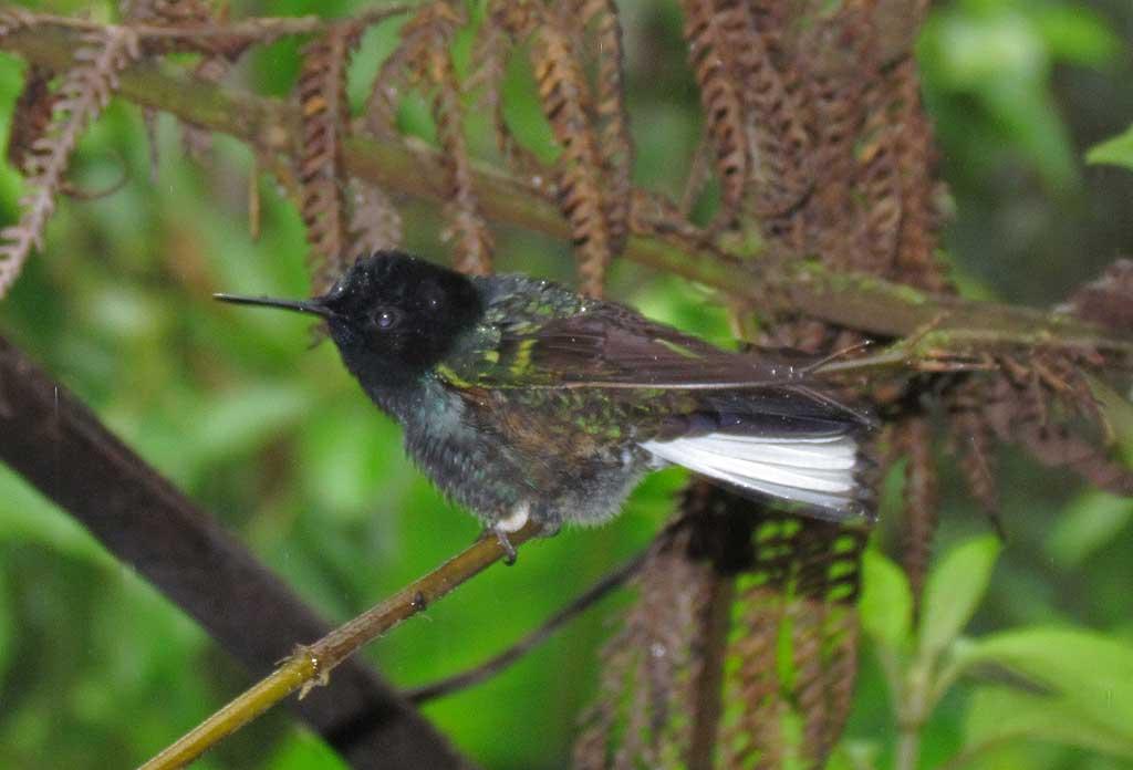 Hummingbird, Mindo Cloud Forest 4882
