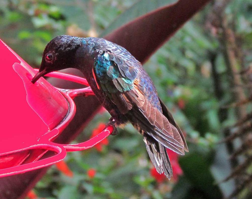 Hummingbird, Mindo Cloud Forest 4994
