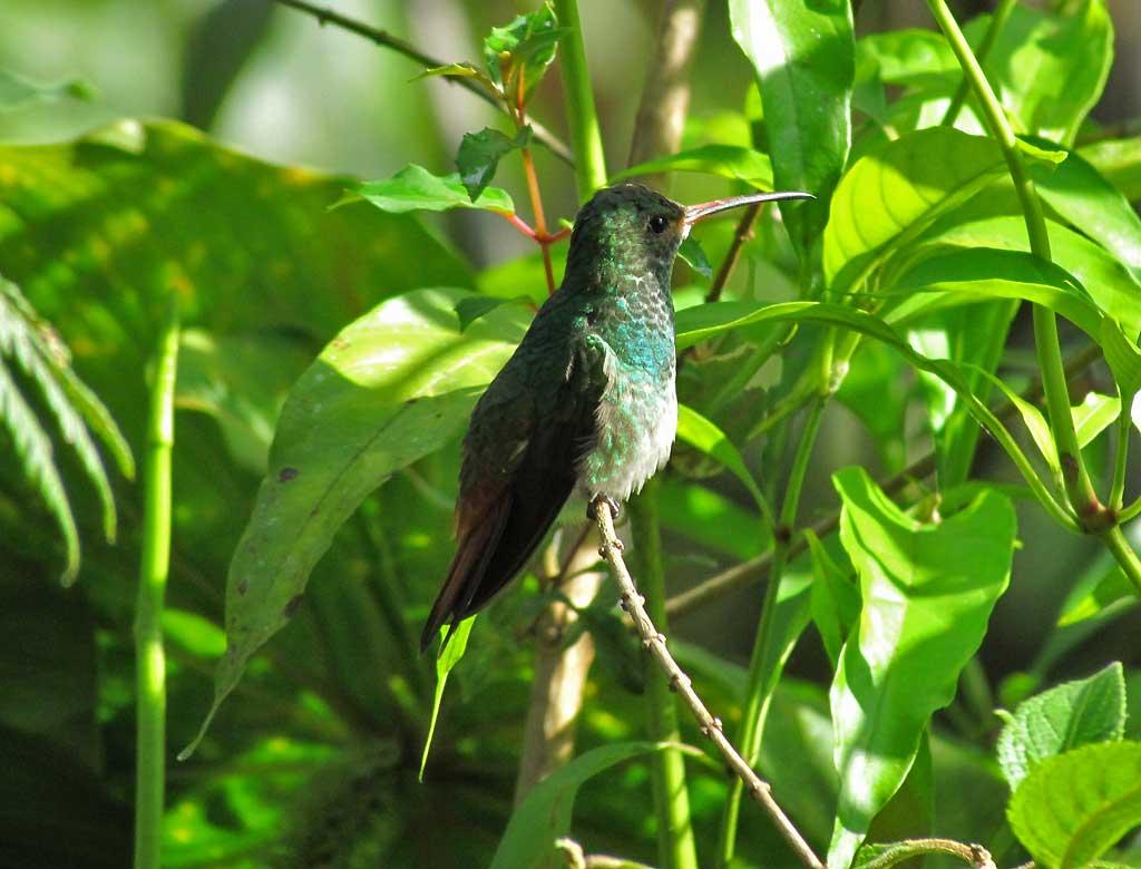 Hummingbird, Mindo Cloud Forest 5010