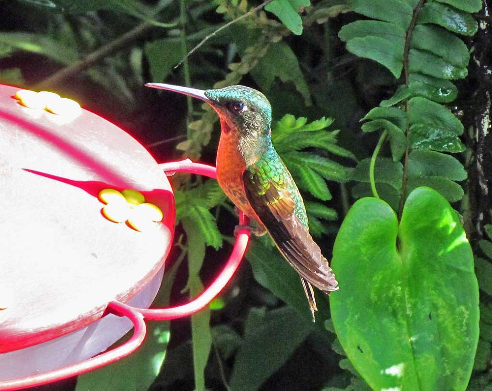 Hummingbird, Mindo Cloud Forest 5015