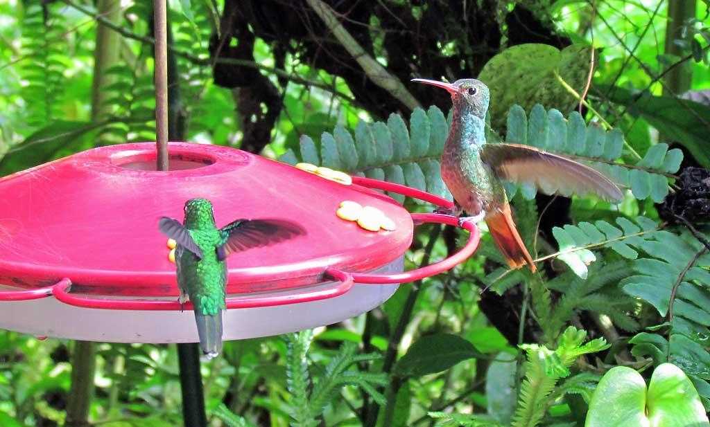 Hummingbird, Mindo Cloud Forest 5076