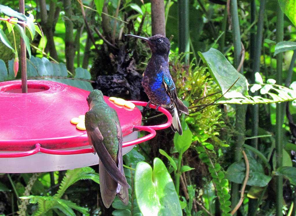 Hummingbird, Mindo Cloud Forest 5084
