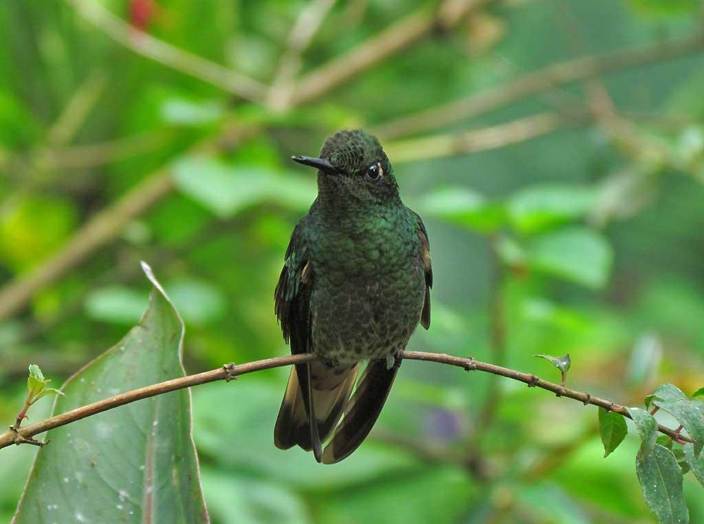 Hummingbird, Mindo Cloud Forest 5122