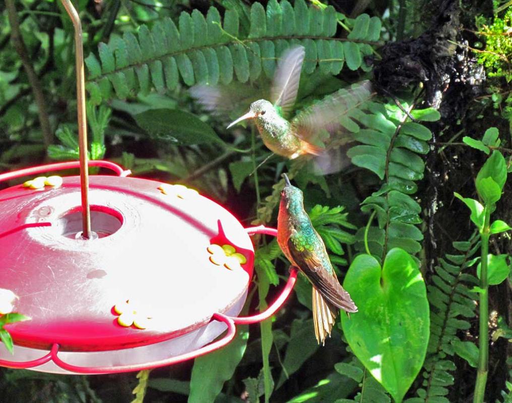 Hummingbirds, Mindo Cloud Forest 5017