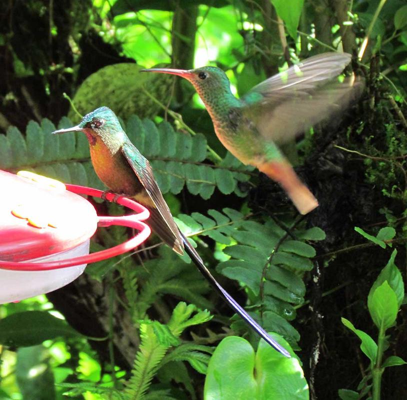 Hummingbirds, Mindo Cloud Forest 5041