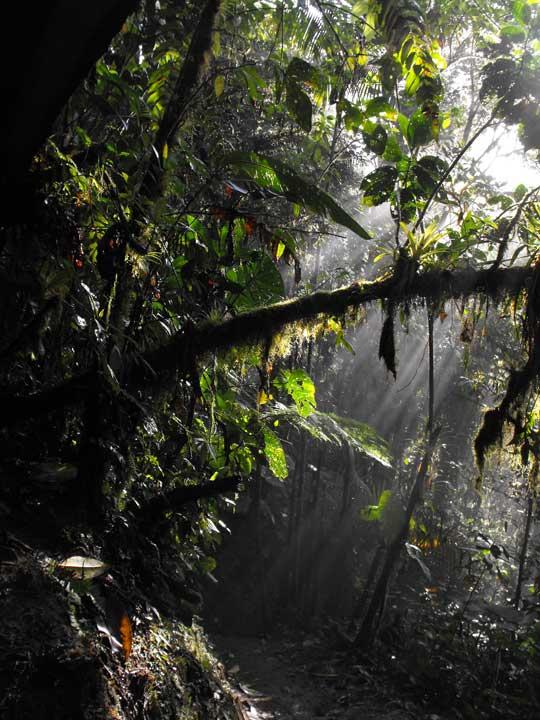 Mindo Cloud Forest, Ecuador 04