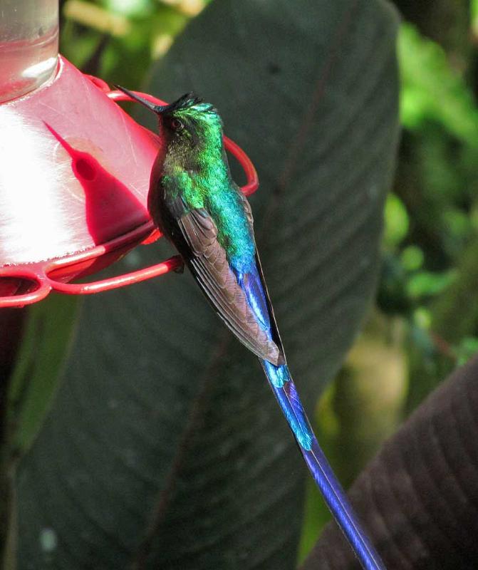 Violet Tailed Sylph, Mindo Cloud Forest 5007