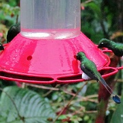 Booted Racket Tail, Mindo Cloud Forest 4945.JPG