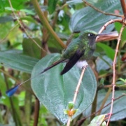 Booted Racket Tail, Mindo Cloud Forest 4954.JPG