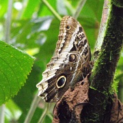 Butterfly, Mindo Cloud Forest 09.JPG