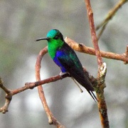 Hummingbird, Mindo Cloud Forest 02.JPG