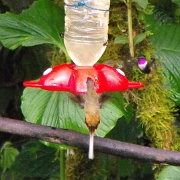 Hummingbird, Mindo Cloud Forest 07.JPG
