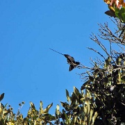 Hummingbird, Mindo Cloud Forest 16.JPG