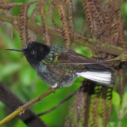 Hummingbird, Mindo Cloud Forest 4882.JPG