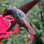 Hummingbird, Mindo Cloud Forest 4994.JPG